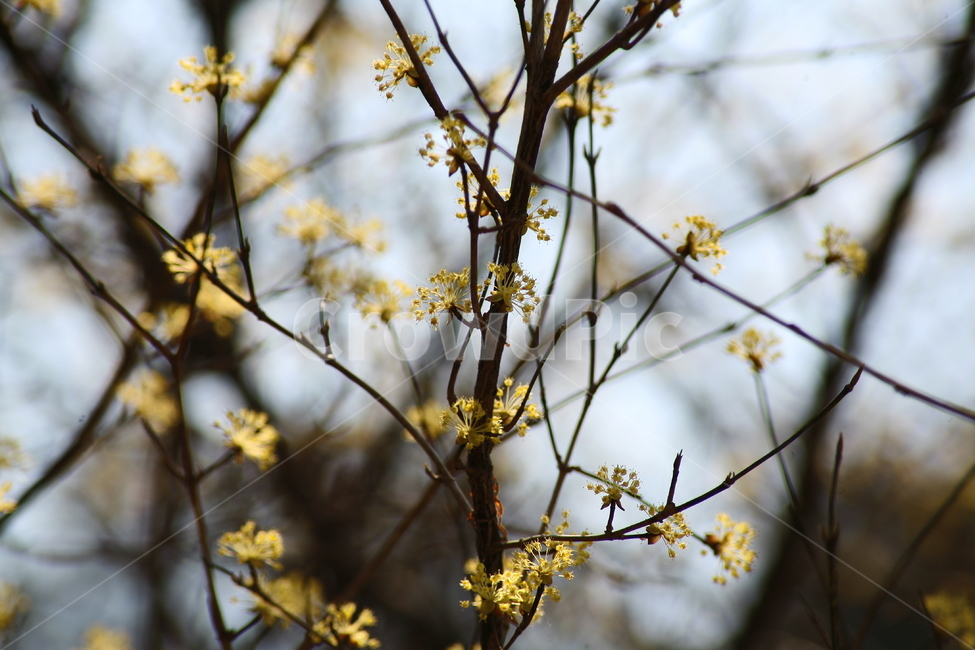 개나리,꽃,나무,노란색,봄,봄꽃,식물,자연,plants,nature,꽃,flower