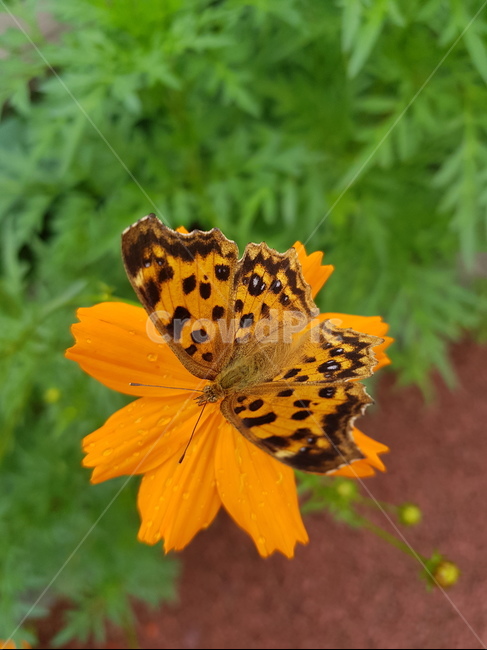 나비,네발나비,남방씨알붐나비,fourfootedbutterfly,butterfly,동물,animal,곤충,벌레,insect,bug