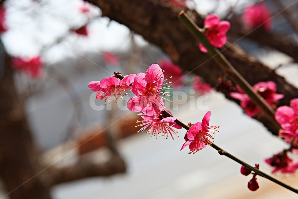 홍매화,매화,매화꽃,봄꽃,꽃,꽃잋,식물,자연,공원,봄,식물,자연,plants,nature,꽃,flower