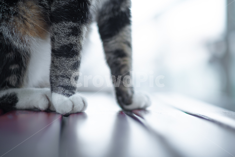 고양이,길고양이,길냥이,반려묘,반려동물,동물,색상,한가함,잔잔함,여유로움,고양이발,육괴,색감,감성,동물,animal,포유류,mammal,고양이,cat,kitten,kitty