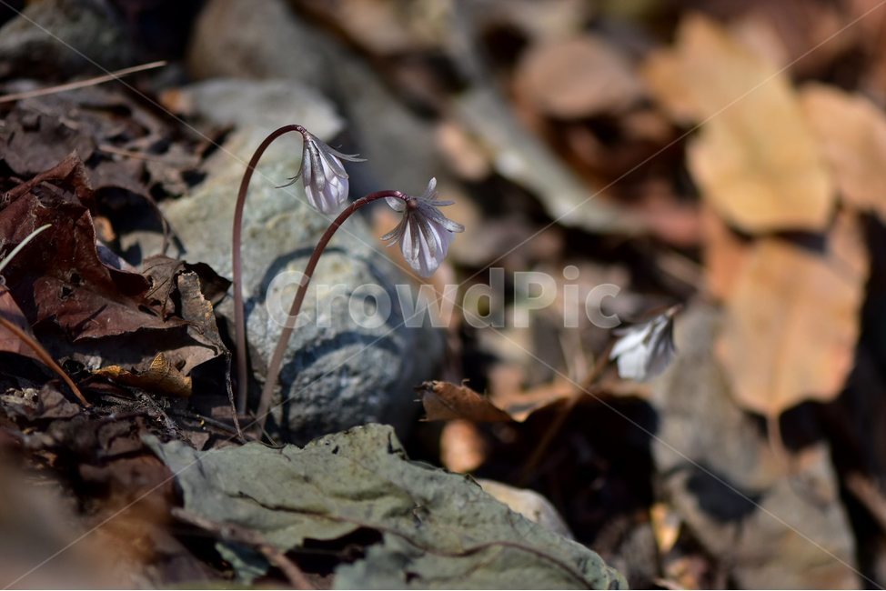 변산바람꽃,2018년,2월,야생화,꽃,생태,식물,자연,들꽃,산꽃,봄,감성,힐링,플라워,계절,시즌,wild,Flower,plants,nature,spring,season,배경,나무,목본,풀,초본,노란색미나리아재비과,너도바람꽃속,flower,울산,식물,자연,plants,nature,꽃,flower