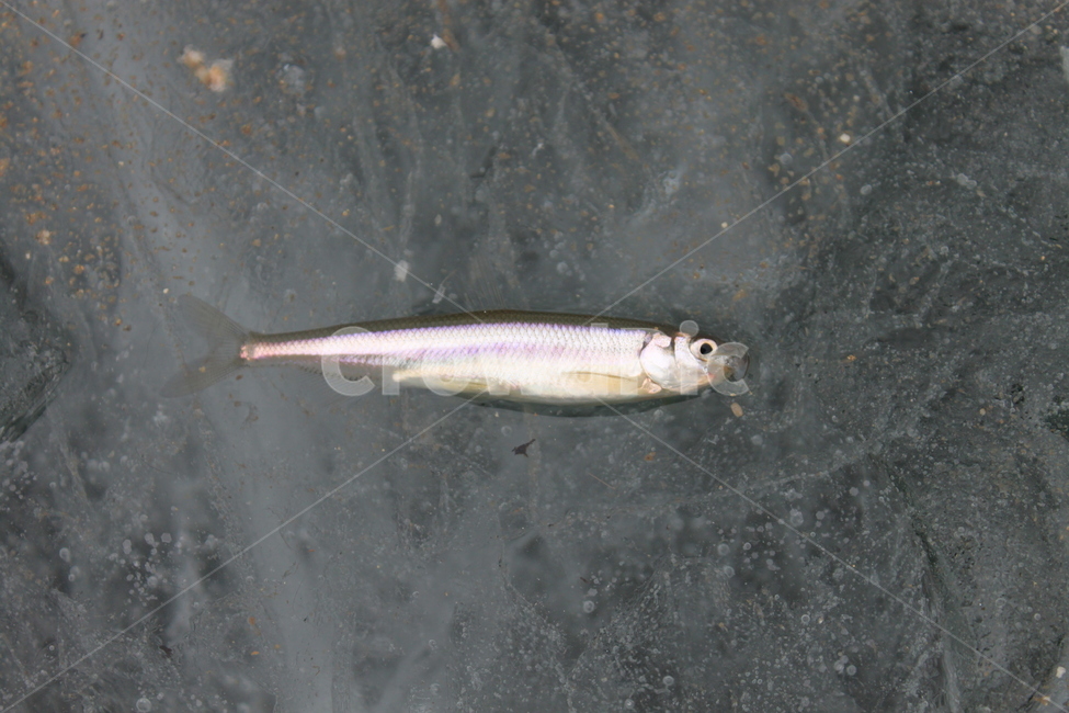 빙어,얼음,빙어낚시,smelt,icefish,ice,얼음호수