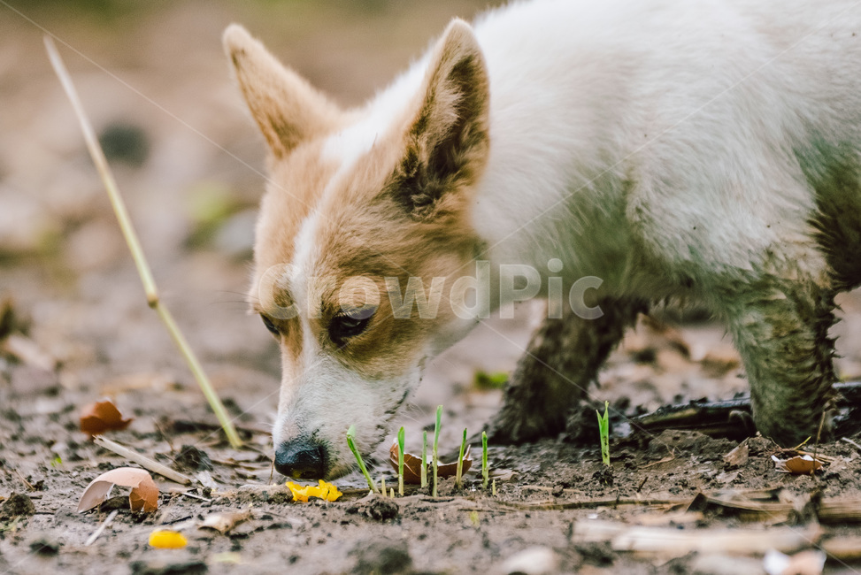 개,강아지,유기견,동물,dog,진흙,진흙탕,자연,귀여움,시골,동물,animal,포유류,mammal,개,강아지,dog,doggy