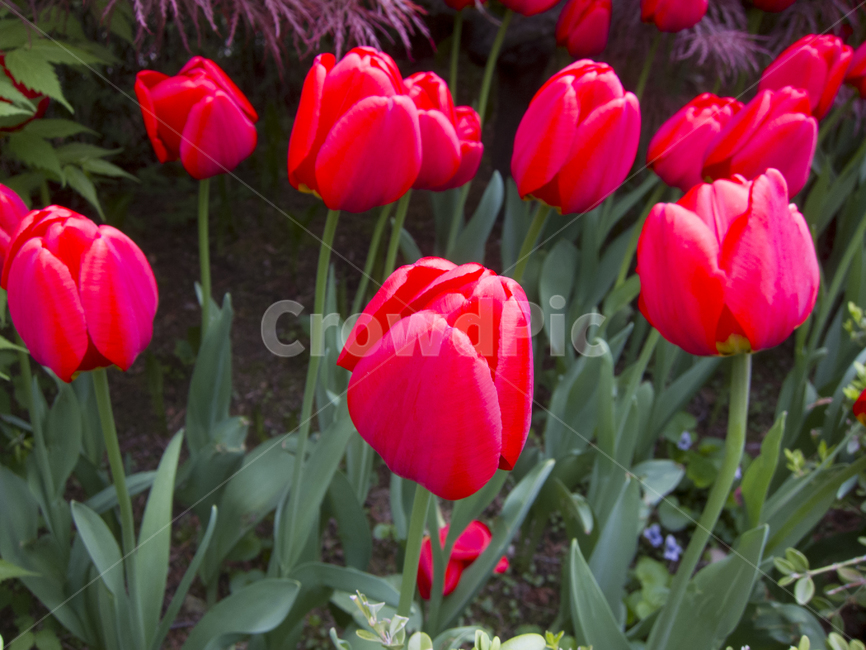 꽃,플라워,flower,채색,color,식물,자연,plants,nature,꽃,flower
