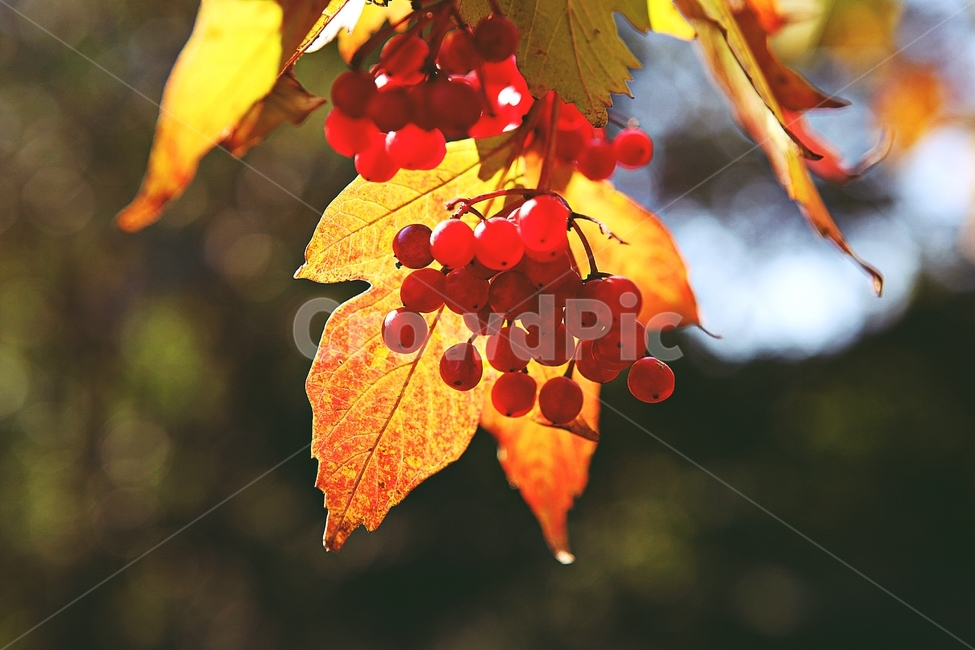 단풍,낙엽,나무잎,잎,식물,자연,계절,색상,색감,색,가을,계절,fall,autumn,season,식물,자연,plants,nature,leaf,plant,veins,정맥