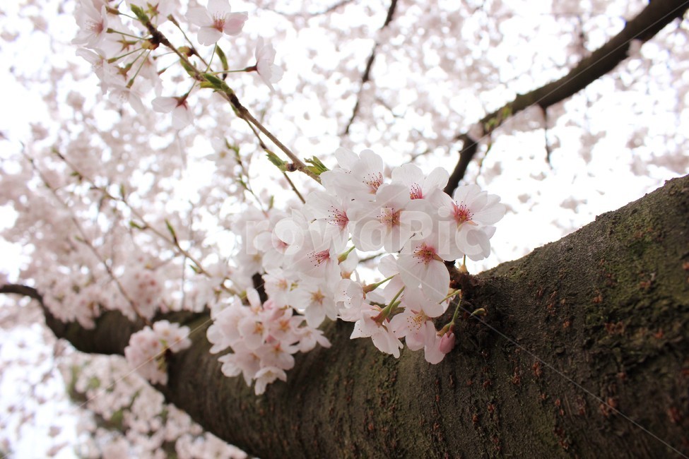 벚꽃,매화,봄,나무,꽃잎,spring,flower,봄,계절,spring,season,식물,자연,plants,nature,꽃,flower,plant,blossom,cherry blossom