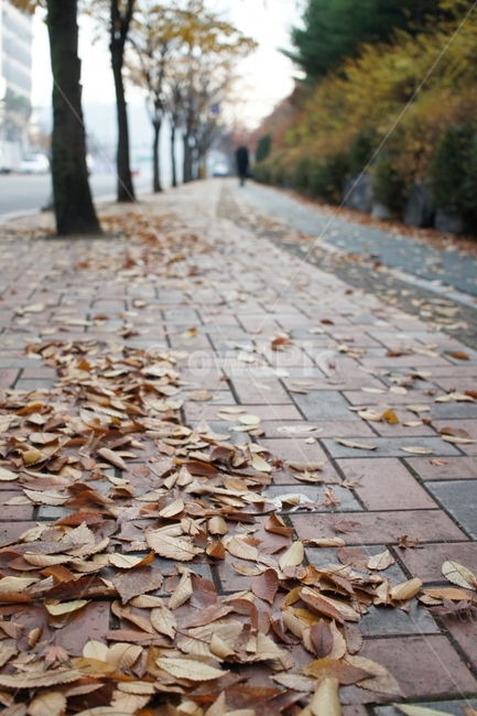 낙엽,가을,fall,길거리,street,way,감성,나무,wood,계절,season,단풍,가을,계절,fall,autumn,season,path,통로,walkway,보도,flagstone,판석,pavement,포장,sidewalk