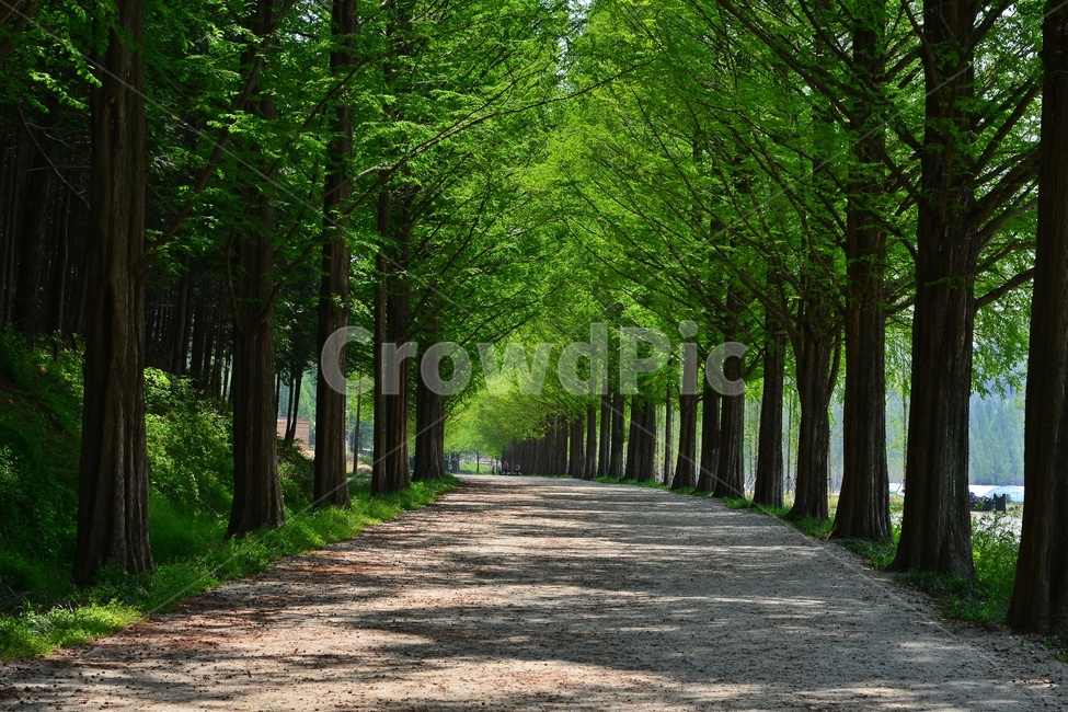 전남,담양,메타길,메타스콰이어길,메타길봄,연두색,봄,계잘,road,도로,dirtroad,흙길,gravel,자갈,path,통로,outdoors,옥외