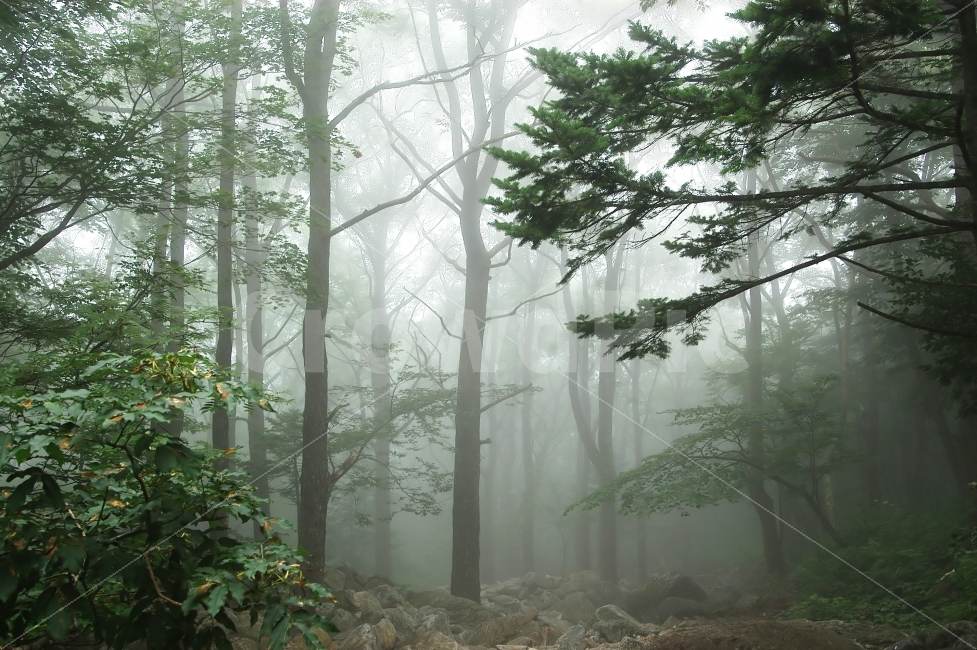 안개,숲,나무,자연,설악산,새벽,산,공기,상쾌함,나뭇잎,배경,백그라운드,몽환적,자연,풍경,nature,landscape,식물,plants,나무,trees,wood,휴식,힐링,rest,relaxation,healing,weather,날씨,outdoors,옥외