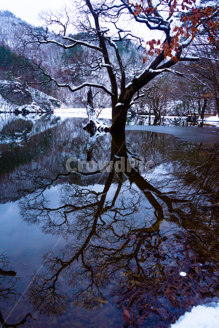 청송,청송주산지,주산지,주산지설경,주산지반영,주산지겨울,자연환경,겨울,계절,winter,season