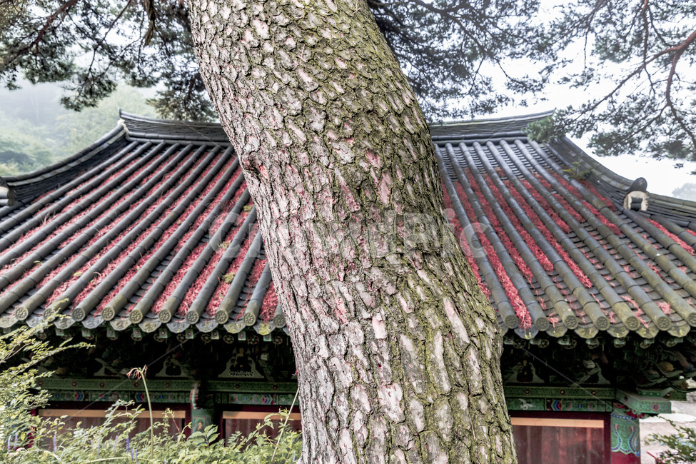 마이산,은수사,명승,도립공원,소나무,사찰,풍경,자연