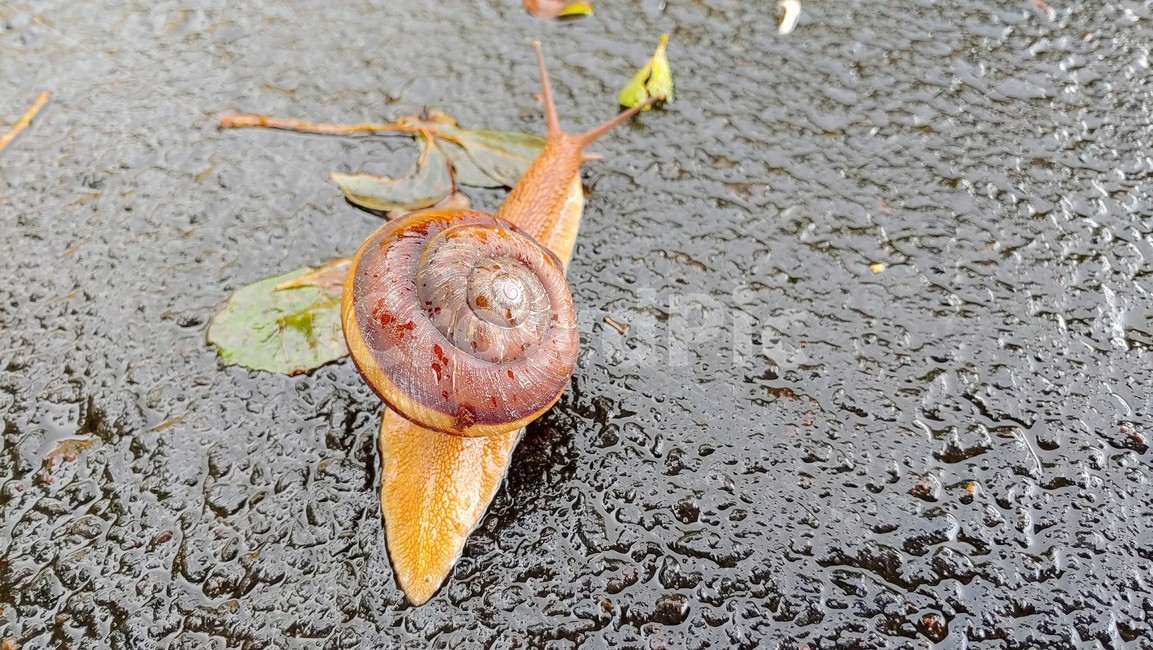 달팽이,snails,greatsnail,연체동물,escargot,caracol,salyangoz,schnecke,자웅동체,동물,animal