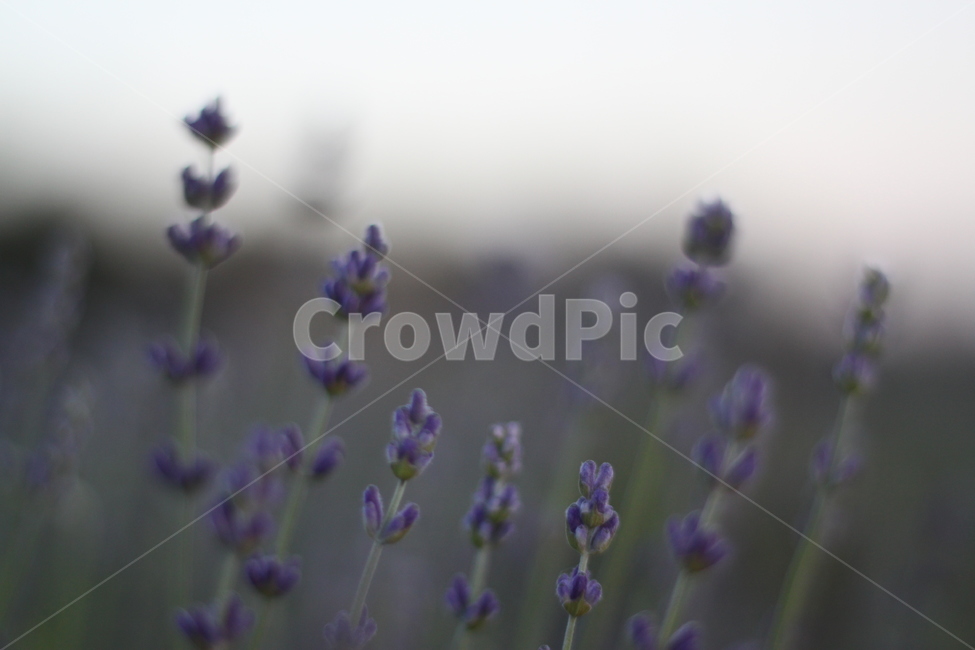 라벤더,lavender,꽃,허브,식물,식물,자연,plants,nature,꽃,flower
