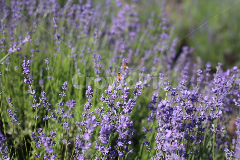 라벤다,라벤더,식물,자연,plant,식물,자연,plants,nature,꽃,flower