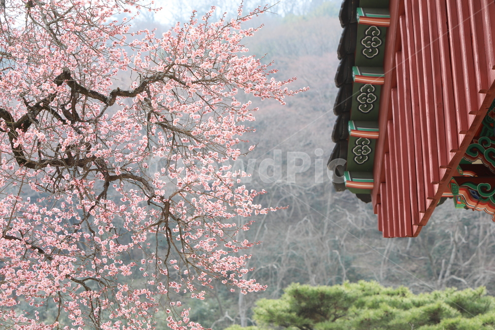 식물,매화,사찰,plant,봄,고목,단청,봄,계절,spring,season