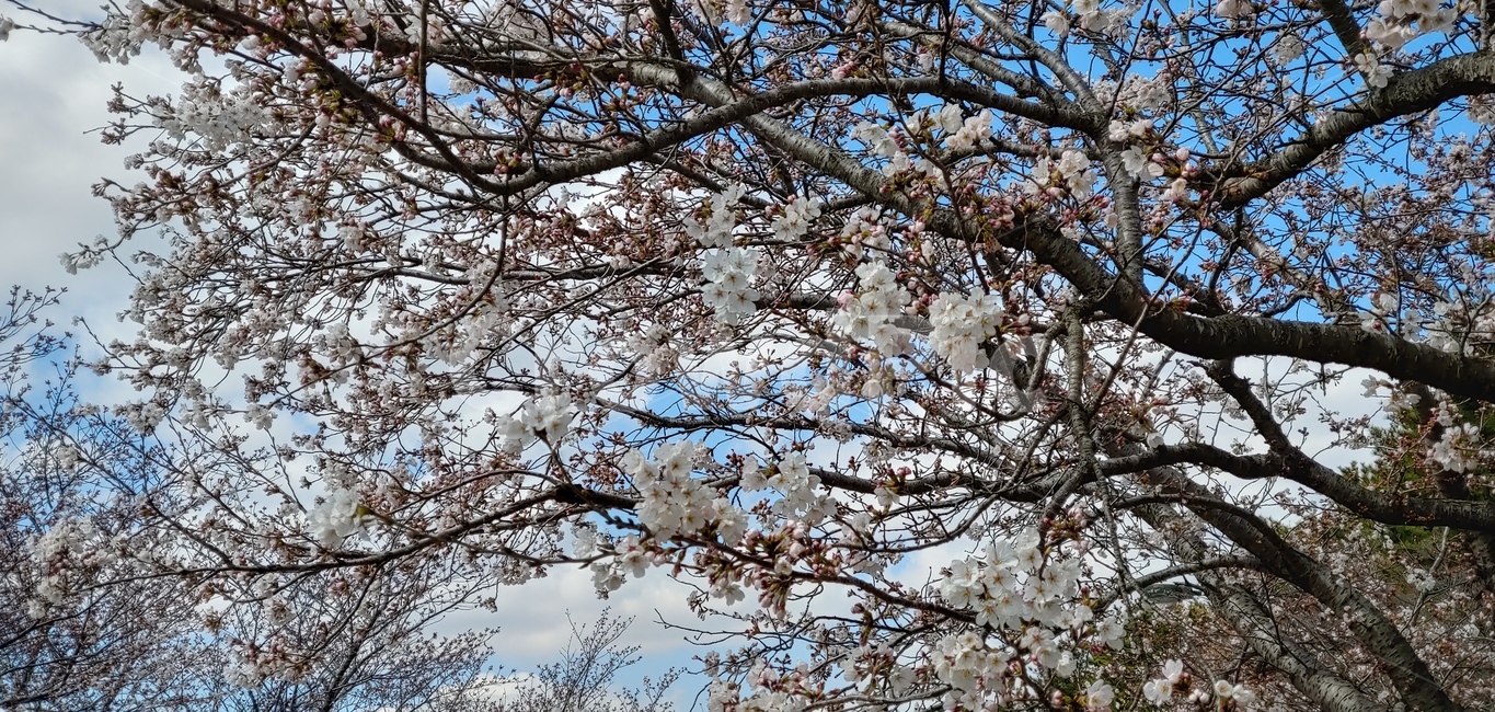 봄,벚꽃,개나리,4월,꽃,벚꽃풍경,spring,cherryblossom,blossom,aprile,koreanforsythia,영암,왕인박사유적지,자연,풍경,식물,자연,plants,nature,꽃,flower