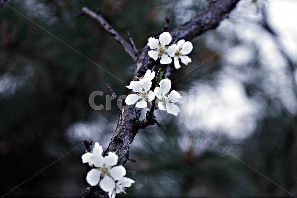봄,나무,식물,벚꽃,매화,봄,계절,spring,season,식물,자연,plants,nature,꽃,flower,감성,sensible,feeling,plant,blossom