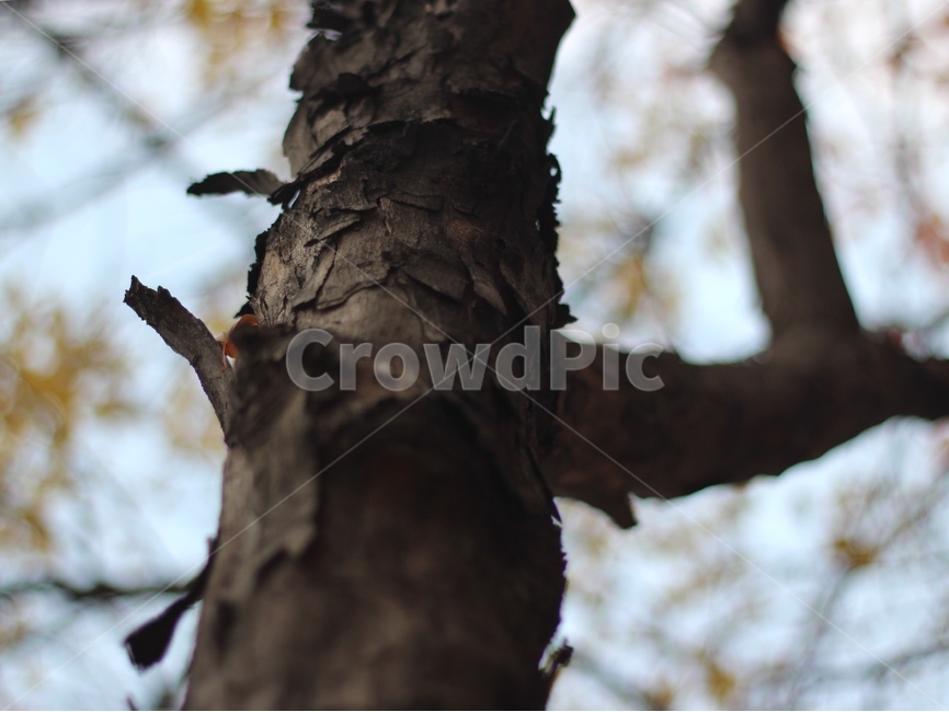 나무,자연,나무껍질,나무기둥,가을,가을나무,갈색,식물,자연,plants,nature,나무,trees,wood