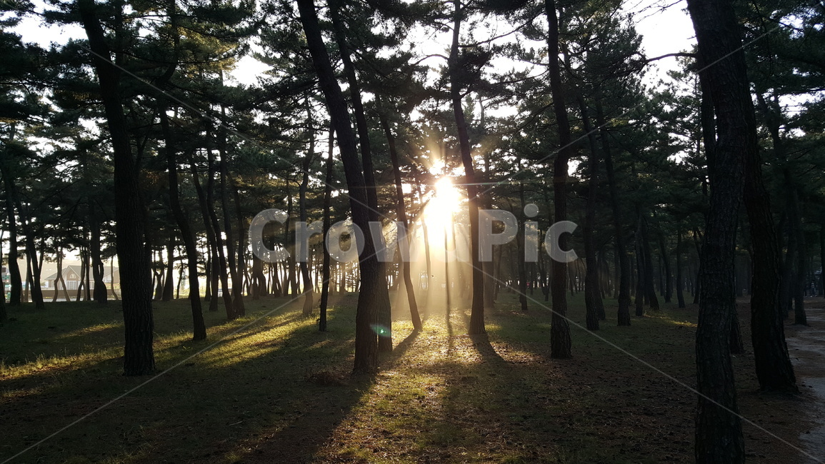 소나무,숲,light,빛,sunlight,햇빛