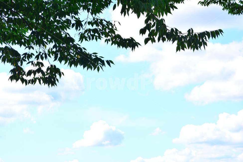 하늘,구름,나뭇잎,배경,바탕화면,백그라운드,신록,6월,식물,나무,풍경,sky,cloud,leaves,plant,background,청명,해맑은,화창한,맑은날,파란하늘,그린,녹색,블루,뭉게구름,자연,clean,환경,대기,공기,날씨,자연,풍경,nature,landscape,vegetation,초목