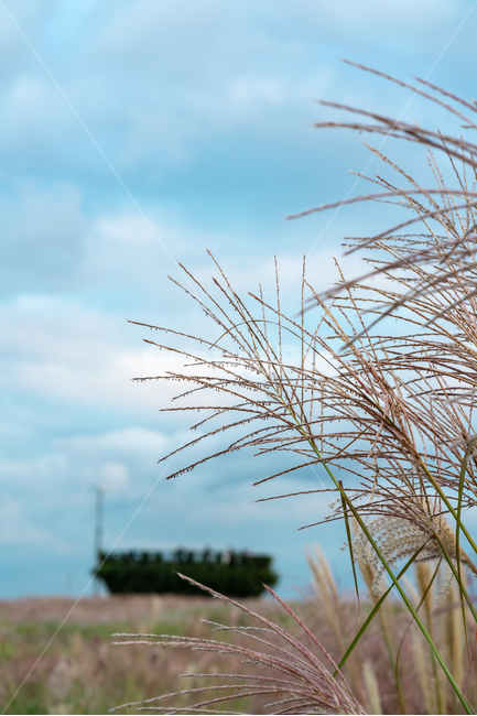 하늘공원,억새,하늘,풍경,공원,구름,배경화면,sky,landscape,blue,cloud,가을,계절,fall,autumn,season,자연,풍경,nature,landscape,grass,잔디,plant,식물,lawn,reed,갈대