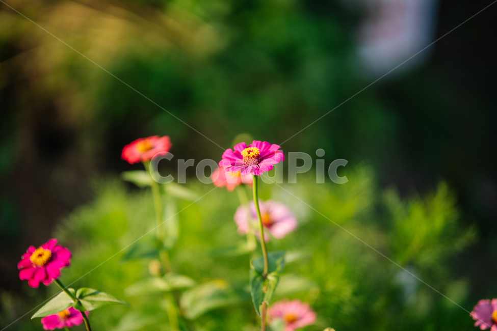 꽃,식물,flowers,botanical,plant,식물,자연,plants,nature,꽃,flower