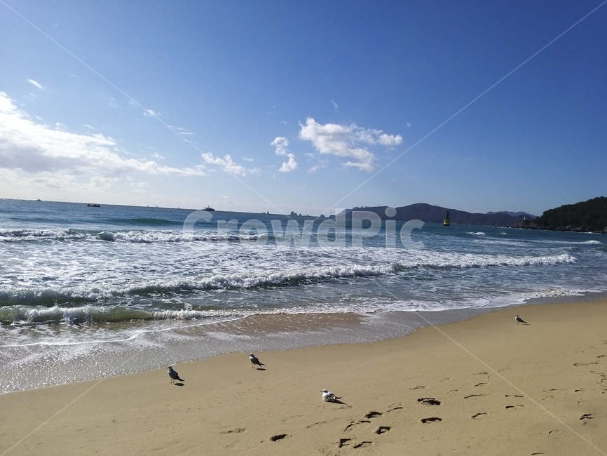 해운대,새,겨울바다,바다,ocean,자연,nature,outdoors,해안선