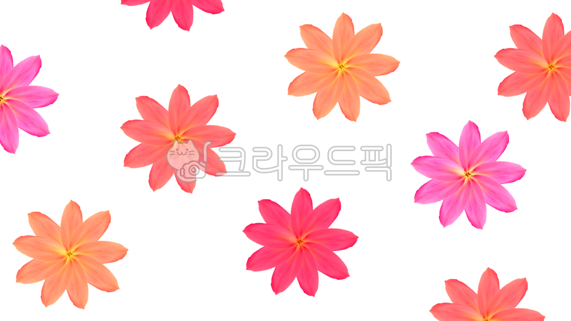 꽃배경,꽃잎배경,꽃,꽃잎,꽃png,png,꽃일러스트,꽃소스,꽃잎소스,봄,식물,식물png,꽃잎png,flower,plant,분홍꽃,누끼,꽃누끼,꽃잎누끼,배경소스,배경화면,배경일러스트,꽃무늬,무늬배경,자연,배경,디자인,표지,카드,백그라운드