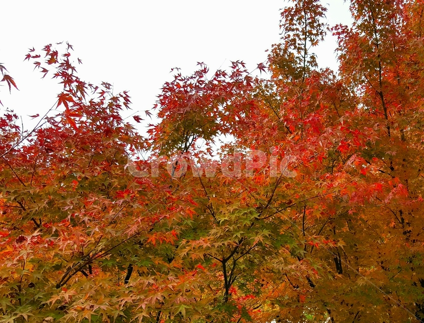 plant,식물,leaf,잎,tree,나무,maple,단풍,가을,산,outdoors,옥외,가을,계절,fall,autumn,season,식물,자연,plants,nature,나무,trees,wood
