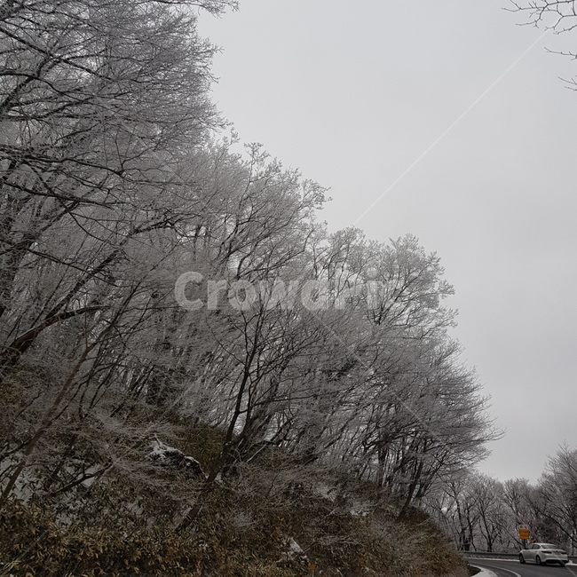 눈,겨울,나무,snow,winter,겨울,계절,winter,season,자연,풍경,nature,landscape,outdoors,옥외