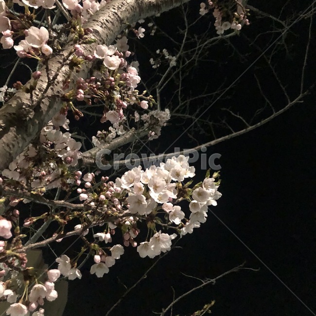 감성사진,밤,벚꽃,별,꽃