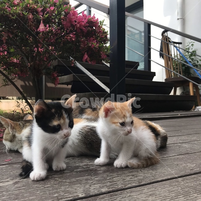 고양이,고양이가족,아기고양이,엄마고양이,길고양이,야생고양이