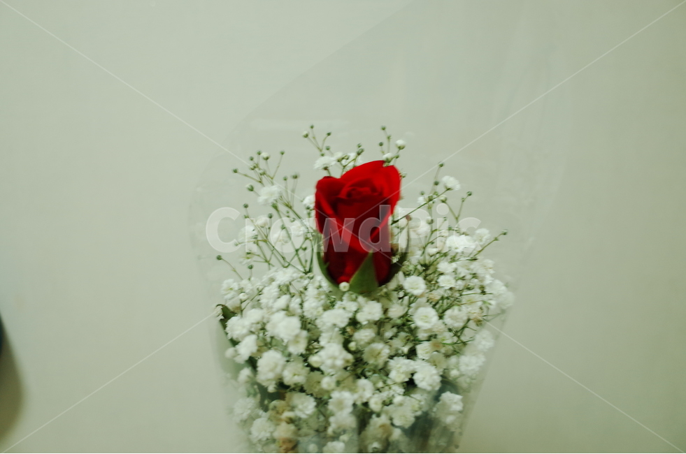 꽃,장미꽃,꽃다발,기념일,안개꽃,식물,자연,plants,nature,꽃,flower,기념일,축하,anniversary,congratulation,celebrate,celebration