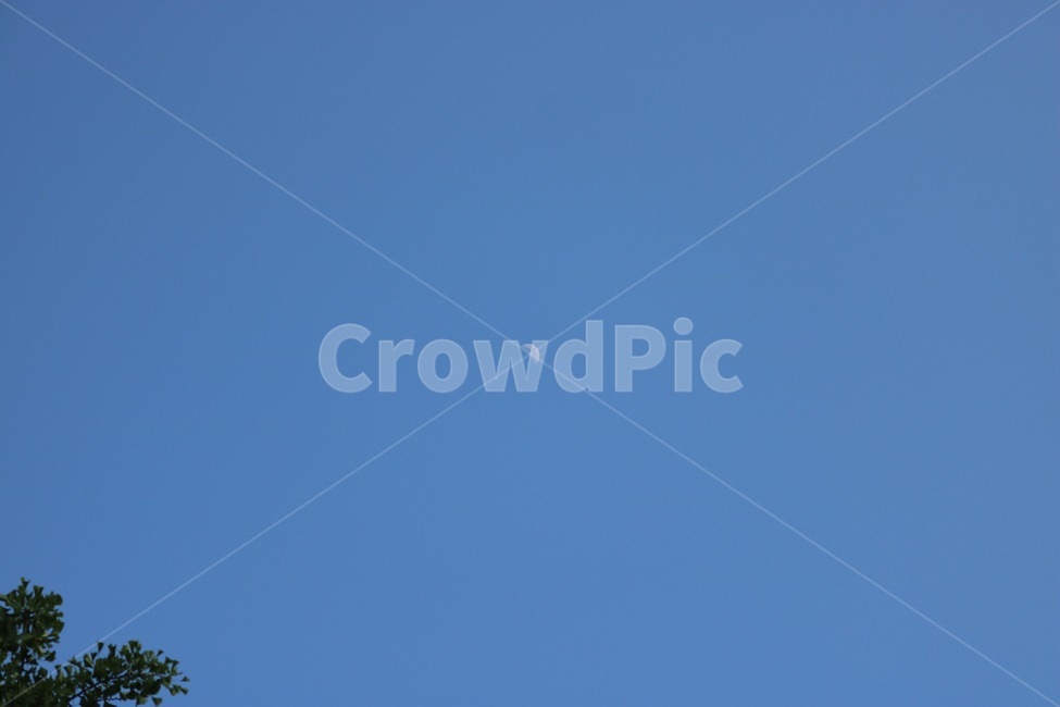 달,하늘,나무,자연,초록,moon,sky,tree,nature,green,tsuki,sora,ki,midori,skyblue,sorairo,자연,풍경,nature,landscape,animal,동물,flying,나는,bird,새