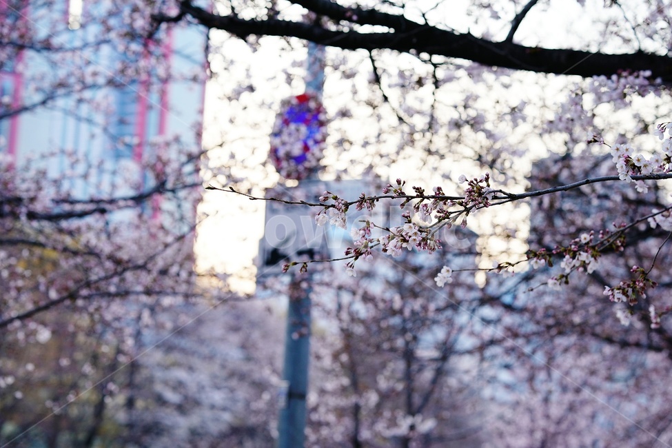 plant,식물,꽃,flower,벚꽃,blossom,풍경,landscape,scene,view