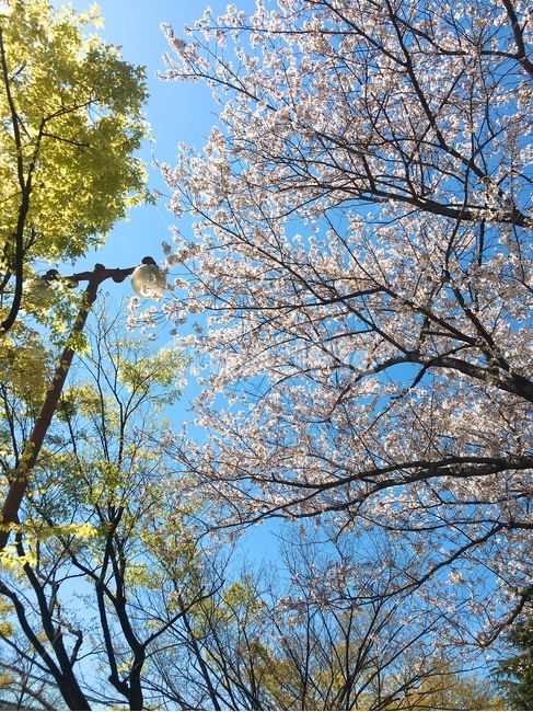 봄,벚꽃,가로등,나무,tree,plant,spring,cherryblossoms,봄날씨,나뭇잎,나뭇가지