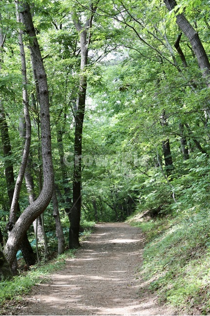 등산로,둘레길,산책로,숲,숲속,편백나무,편백나무숲