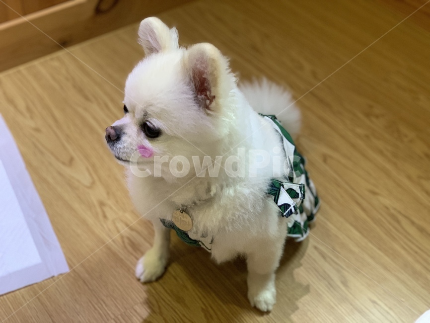 강아지,dog,포메리니안,포메,반려견,개,귀여운강아지,볼터치,강아지볼터치,pomeranian,동물,animal,포유류,mammal,개,강아지,dog,doggy