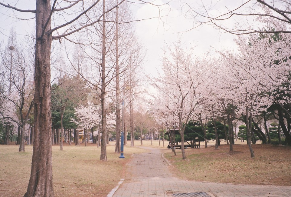 벚꽃,길,봄,나무,벚꽃나무