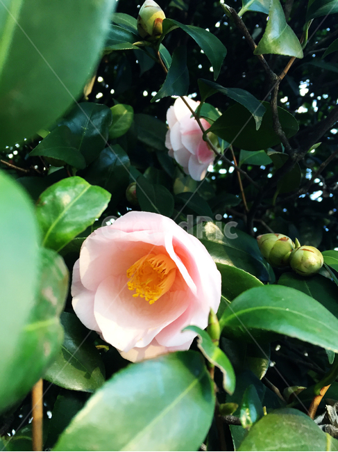 동백꽃,꽃,분홍꽃,분홍,나무,식물,자연,plants,nature,꽃,flower