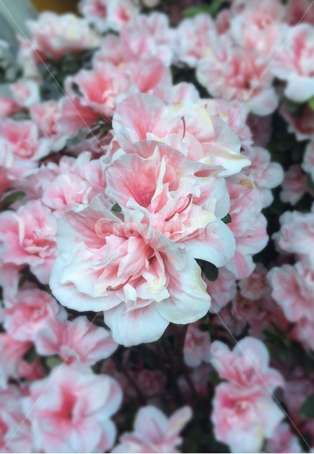 봄꽃,분홍꽃,꽃,식물,밝은,활짝,피어난,봄날,flower,spring,식물,자연,plants,nature,꽃,flower