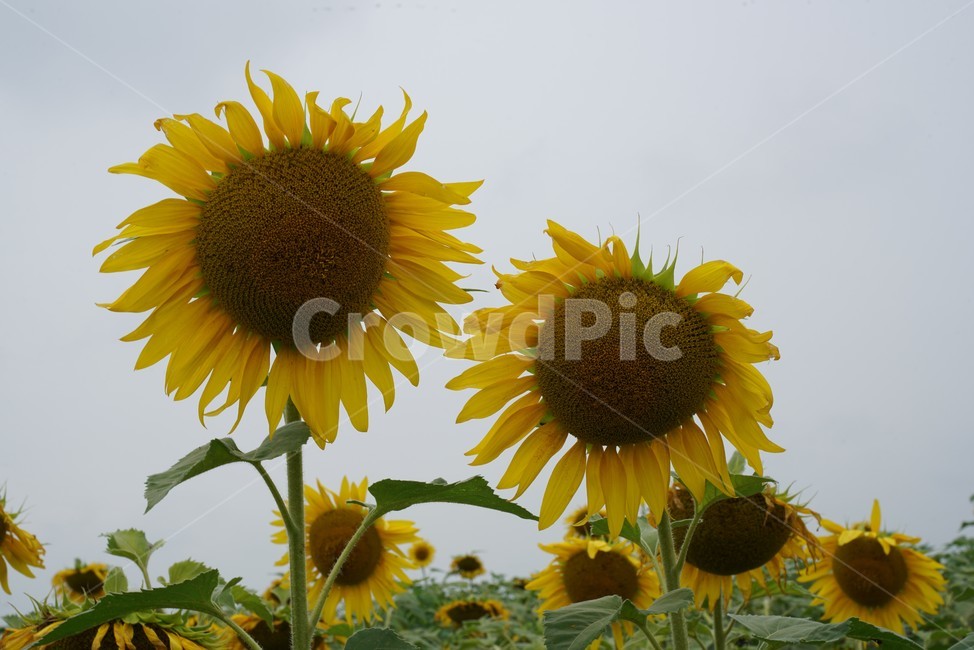 해바라기,국화과,식물,해바라기꽃,두상화,규화,항일화,sunflower,식물,자연,plants,nature,꽃,flower
