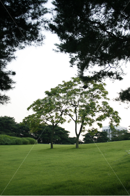나무,공원,휴식,하늘,초록,여름,잔디,자연,풍경,nature,landscape,식물,plants,나무,trees,wood,grass,plant,outdoors,옥외,field,들