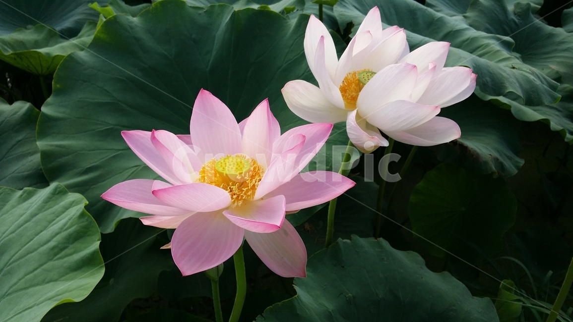 꽃,연꽃,관곡지,불교,여름,식물,자연,plants,nature,꽃,flower