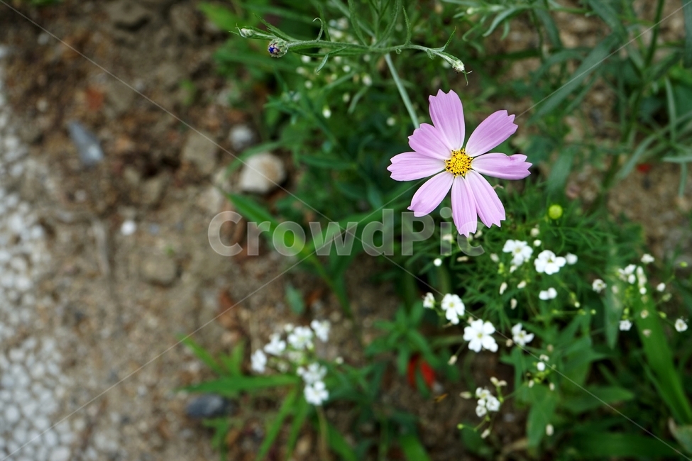 코스모스,분홍,꽃,식물,자연,cosmos,beautiful,plant,flower,식물,자연,plants,nature,꽃,flower