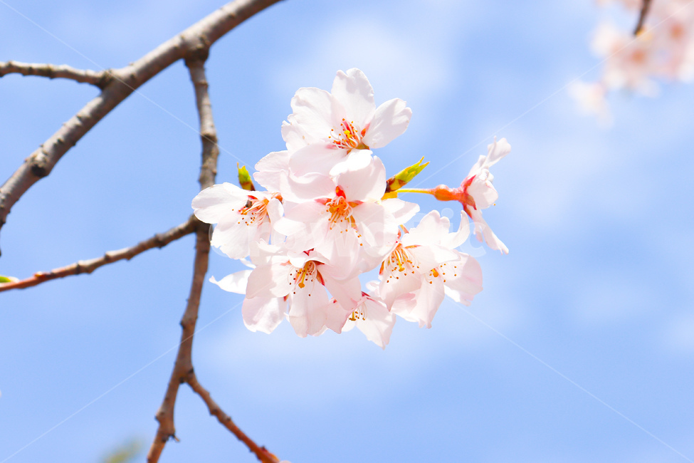 벚꽃,봄,벚나무,계절,꽃,체리블라썸,cherryblossom,하늘,색감,식물,자연,plants,nature,꽃,flower