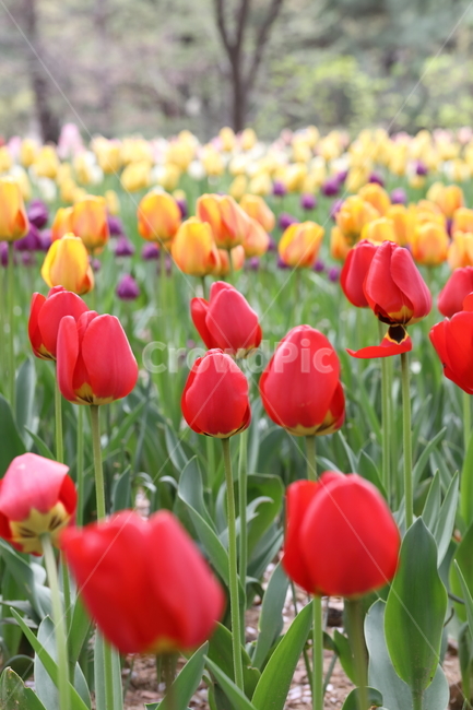 튤립,꽃,봄,계절,자연,공원,꽃밭,꽃길,색깔,tulips,flowers,spring,season,nature,field,park,colors,colorful,landscape,풍경,봄날,봄,계절,spring,season,식물,자연,plants,nature,꽃,flower,plant,blossom