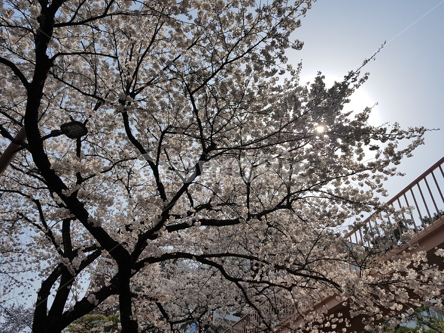 벚꽃,벚꽃나무,벚나무,cherryblossom,orientalcherry,자연,풍경,nature,landscape,식물,plants,꽃,flower,plant,blossom,cherry blossom