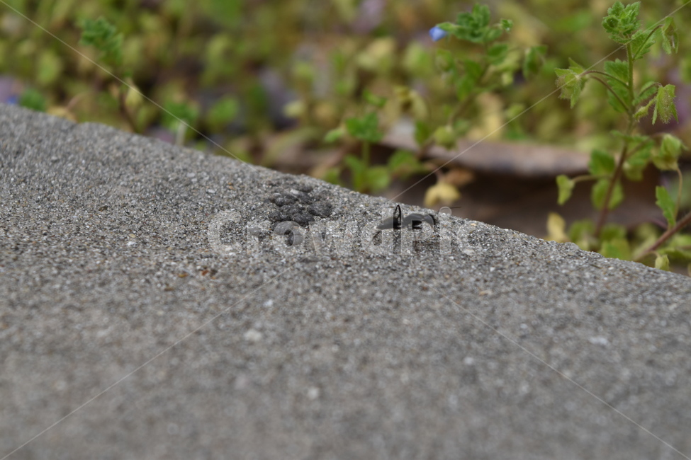 개미,봄,초록,감성,감성사진,꽃,풀,곤충,green,ant,spring,flower,grass,insect,black,gray,yellow,vivid,동물,animal,곤충,벌레,insect,bug