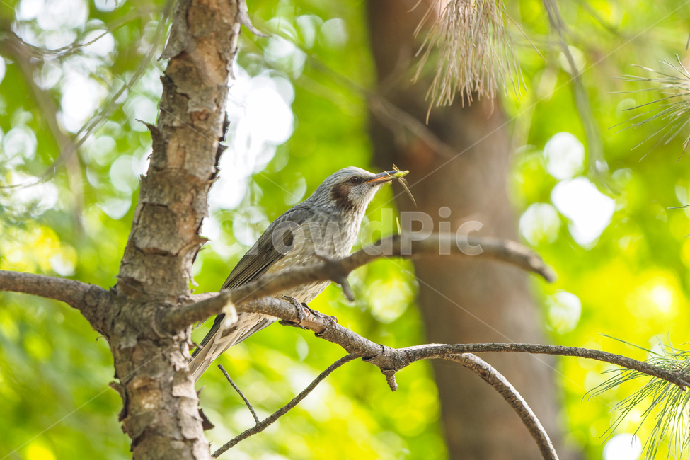 남산,직박구리,먹이,사냥,새,bulbul,동물,animal,조류,새,birds